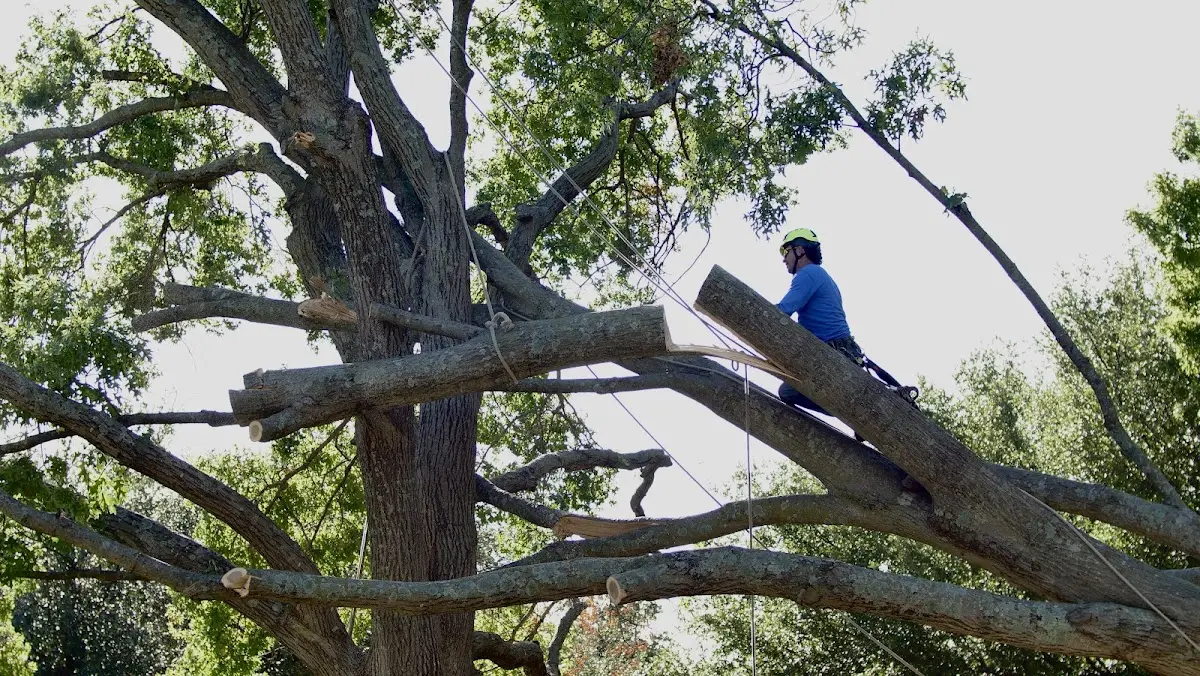 Professional Hazardous Tree Removal performed by certified arborists in Gibsonville